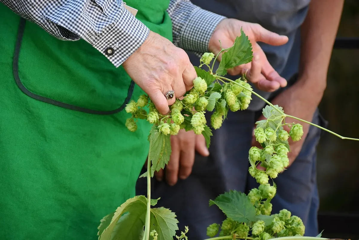 IPA vs. Pale Ale vs. Double IPA: A Side-by-Side Tasting Guide